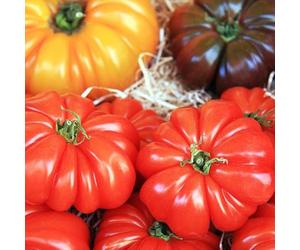 3 plants Tomate Marmande Claudia motte 7cm