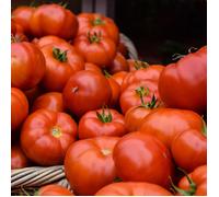 3 Plants Tomate Pyros F1 Extra Motte 7 cm