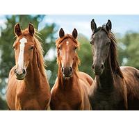 3 Sets de Chevaux, d 2erSet Set de table Animaux Animaux, cheval Pony