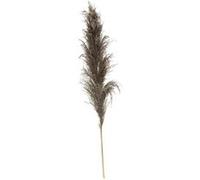 3 tiges fleurs séchées pampa naturelle 110cm brun - jja 179282b Marron G