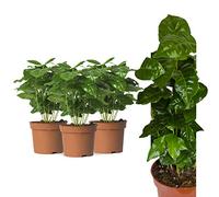 3 USINE Coffea Arabica en OFFRE, ca 30 cm kaffeepflanze,café même anbauen, pour buveurs de café et kaffeeliebhaber, facile à entretenir - Ainsi Super convient comme cadeau ou plaisir bureau à accueil,