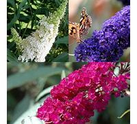 3 x Buddleja/Arbre à papillons: Royal Red/White Profusion/Empire Blue - Rouge/Blanc/Bleu - Rustique | 3 pots de 1,5 litre