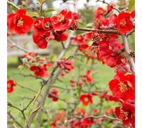 3 x Cognassier du Japon 'Nicoline' - Chaenomeles Superba 30-40 cm en conteneur - L'éclat Printanier du Cognassier du Japon 'Nicoline'