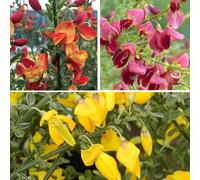 3 X Cytisus Mix : Lena + Boskoop Ruby + Allgold - 3 X Ginster | Gelbrot, Gelb und Rot - Kleinstrauch, dichtbuschig, bis zu 150 cm hoch - 3 x 1.5 Litre