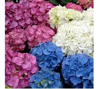 3 X HORTENSIAS EN LOT ARBUSTE A FEUILLES CADUQUES PLANTE VIVACE EN POT