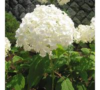 3 x Hydrangea 'Annabelle'- Hortensia de Virginie 'Annabelle' 30-50 cm en conteneur