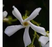 3 x Jasmin étoilé/Faux jasmin: achetez 3/payez 2 | Feuillage persistant et robuste/fleurs blanches (parfumé) - ClematisOnline | 3 x pot de 1,5 litre | fleurs blanches en forme d'étoile