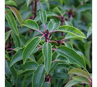 3 x Laurier du Portugal - Prunus Lusitanica 30-40 cm en conteneur - Feuillage brillant et fleurs parfumées