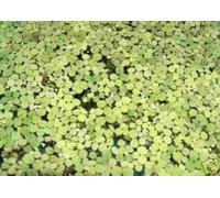 3 x Lentille d'eau - LEMNA Minor - Live Aqua Plants