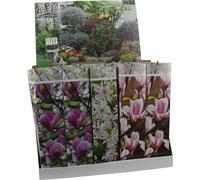 3 x Magnolias 30-40 cm 'Soulangeana', 'Susan' et 'Stellata' -Plantes de jardin - rustiques
