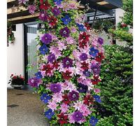 3 x Mélange de clematis grimpantes (3 plants) : Bleue (The President), Blanche (Bateman) et Rouge (Rouge Cardinal) | 3 pots de 1,5 litre
