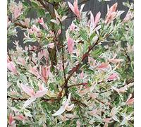 3 x Saule du Japon;Saule crevette - Salix Integra 'Hakuro Nishiki' 40-50 cm en conteneur - Ajoutez une touche de délicatesse et de couleur à votre jardin