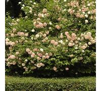 3 x Viorne obier;Boule de neige 'Roseum' - Viburnum Opulus 'Roseum'40-60 cm en conteneur - Arbuste élégant pour ajouter de la grâce au jardin.