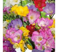 30 bulbes de Freesia en mélange | Circonférence 5/6 cm | Provenance des meilleurs producteurs néerlandais | Sélection exclusive et contrôle de qualité | Floraison garantie dès la première année