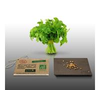 30 graines Bio à semer - Le Grenier d'Abondance - CORIANDRE Cultivée - Certifié AB - Coriandrum sativum