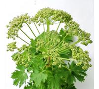 30 Graines d'Angélique Officinale