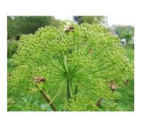 30 Graines d'Angélique Officinale - plante aromatique méthode BIO