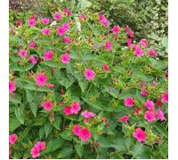 30 Graines de Belle de Nuit - fleurs plante vivace jardin méthode BIO