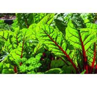 30 Graines De Bette À Carde Rhubarbe Rouge