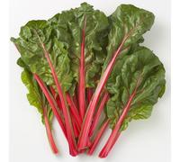 30 Graines de Bette à Carde Rhubarbe Rouge