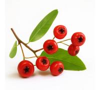 30 Graines de Buisson Ardent (Pyracantha coccinea) - SemiSauvage Permaculture - graines reproductibles