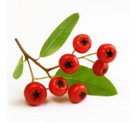 30 Graines de Buisson Ardent (Pyracantha coccinea) - SemiSauvage Permaculture - graines reproductibles