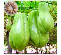 30 Graines de Chayote Haute Germination - Semences Naturelles Non Traitées pour Potager Productif, graines de légumes chayote Plantes Légumières (30PCS)