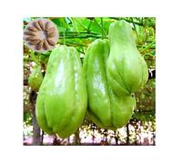 30 Graines de Chayote Haute Germination Semences Naturelles Non Traitées pour Potager Productif, graines de légumes chayote Plantes