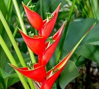 30 graines de fleurs d'héliconia rouge