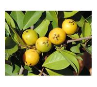 30 Graines de Goyavier- fruits plantes jardins - méthode BIO