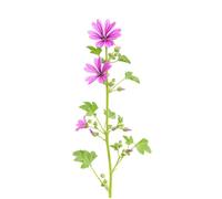 30 Graines de Grande Mauve (Malva sylvestris) - SemiSauvage Permaculture - graines reproductibles