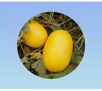 30 graines de melon canari - jaune - recolte abondante et savoureuse