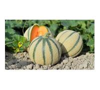 30 Graines de Melon Charentais- Jardin légume ancien - méthode BIO
