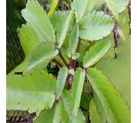 30 graines de plantes Bryophyllum pinnatum