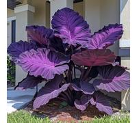30 graines de plantes fraîches de Colocasia