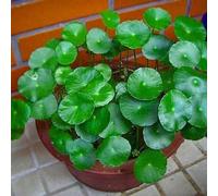 30 graines de plantes hydrocotyle fraîches et neuves