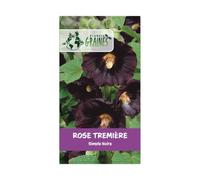 30 graines de Rose Tremiere - noire - Alcea rosea - vivace - fleurs simple - nigra