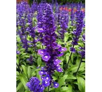 30 graines de sauge bleue, Victoria (Salvia Farinacea)