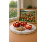 30 Graines de TOMATE Costoluto Fiorentino - Solanum lycopersicum - Variété ancienne italienne charnue et côtelée - TOMATE Fruit Légume Jardin - 465