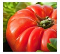 30 Graines de Tomate Marmande - légume ancien jardin potager - méthode BIO