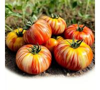 30 Graines de Tomate Tigerella - SemiSauvage Permaculture