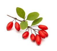 30 Graines de Vinettier (Berberis vulgaris hispanica) - SemiSauvage Permaculture - graines reproductibles