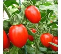 30 Graines Semences Graines De Tomates Cerises Fruits Bio Légumes Semences De Plantes Balcon Jardinage En Plein Air Bonsaï - 46