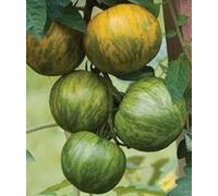 30 GREEN ZEBRA TOMATE GRAINES Heirloom 2018 (graines de légumes Heirloom non-ogm!)