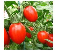 30 pcs/sac Graines De Tomates Cerises Fruits Bio Légumes Semences De Plantes Balcon Jardinage En Plein Air Bonsaï