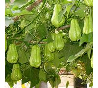 30 Pièces Graines de Chayote, Graines de Légumes Chayote pour Plantation de Jardinage, Semences de Légumes pour Potager et Jardin, Taux de Germination Élevé