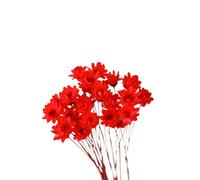 30 Pièces Marguerite Fleur Préservée DIY en Boule de Verre, Rouge | Fleur Naturelle Délicate, Effet Solide sans Faner, Accessoire Photo, Décoration pour Vitrine et Atelier Créatif