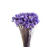 30 Pièces Marguerite Fleur Préservée Naturelle, Boule de Verre | Accessoires de Fleurs Durables, Bouquet Décoratif pour Table Basse, Couleur Pourpre, Prop Photo