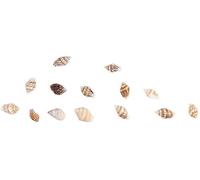 30 pièces Minuscule Coquillage océan Plage Spirale Coquillages Artisanat Minuscule Miniature fée Jardin Plage créature Coquillages Plage thème fête Mariage décor Mini conqueAgile à la Mode