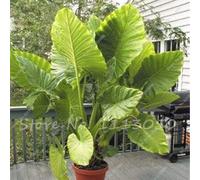 30 Pz Caladium Piante da interno Semi Florida Caladium Bicolor Seeds Colocasia Pianta Semi di fiori rari Per giardino domestico